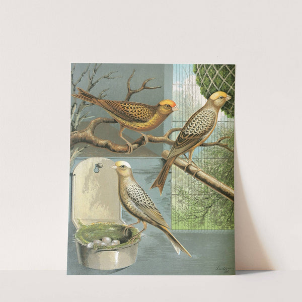 Lizard Canaries by W. A . Blakston