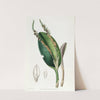Lizard-headed Pleurothallis by Sydenham Edwards