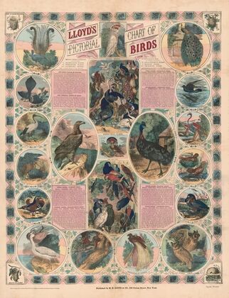 Lloyd’s pictorial chart of birds (1876)