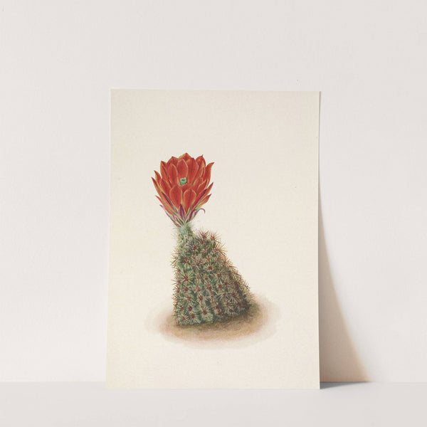 Lloyds Strawberry-cactus. Echinocereus lloydii (1925) by Mary Vaux Walcott