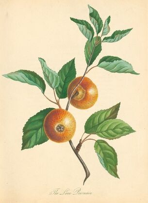 Loan Pearmain (1811)