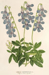 Lobelia coronopifolia