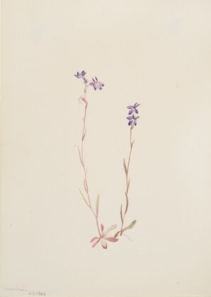 Lobelia Kalmii (1904)