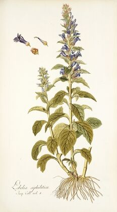 Lobelia siphilitica