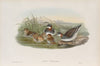 Lobipes hyperboreus. Red-necked Phalarope. (1862-1873)