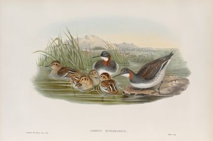 Lobipes hyperboreus. Red-necked Phalarope. (1862-1873)