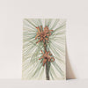 Loblolly Pine (Pinus taeda) (1918) by Mary Vaux Walcott