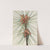 Loblolly Pine (Pinus taeda) (1918) by Mary Vaux Walcott