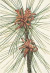 Loblolly Pine. Pinus taeda (1925)