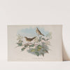 Locustella avicula. Grasshopper Warbler. (1862-1873) by John Gould