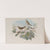 Locustella avicula. Grasshopper Warbler. (1862-1873) by John Gould