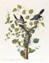 Loggerhead shrike