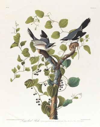 Loggerhead shrike