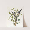 Loggerhead shrike by John James Audubon