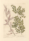 Logwood