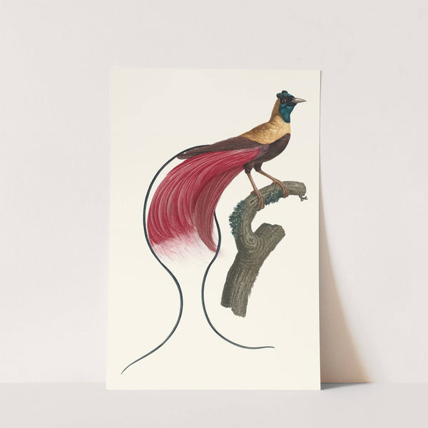L&#039;Oiseau de Paradis rouge. by Jacques Barraband