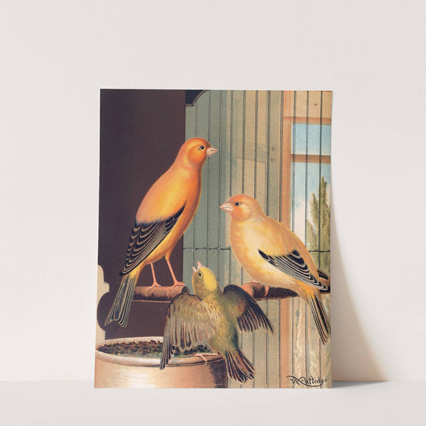 London Fancy Canaries by W. A . Blakston