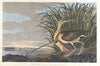Long-billed curlew