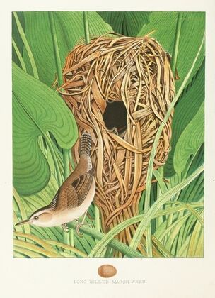 Long-billed Marsh Wren