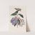 Long-flowered Achimenes by Sydenham Edwards
