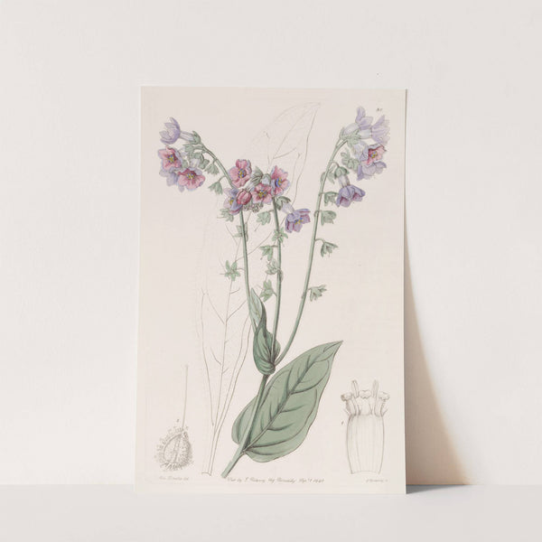 Long-flowered Hounds-tongue by Sydenham Edwards