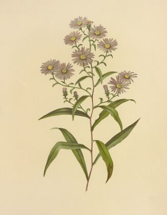 Long-Leaved Aster (1887)