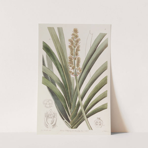 Long-leaved Xerotes by Sydenham Edwards