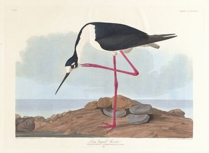 Long-legged avocet
