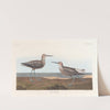 Long-legged sandpiper by John James Audubon