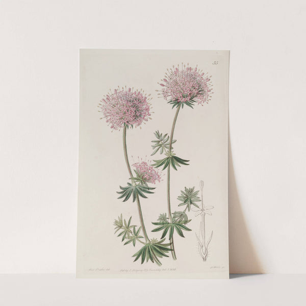 Long-styled Crucianella by Sydenham Edwards