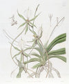 Long-tailed Angraecum