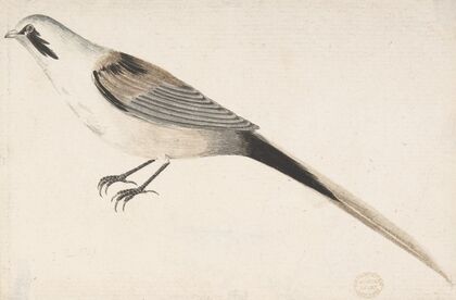 Long-Tailed Bird Seen in Profile.