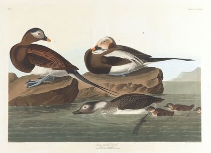 Long-tailed duck