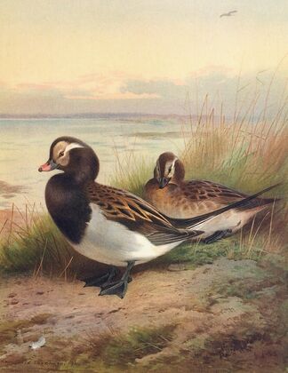 Long-Tailed Duck (Summer) (1913)