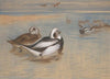 Long-tailed ducks (1899)
