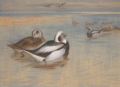 Long-tailed ducks (1899)