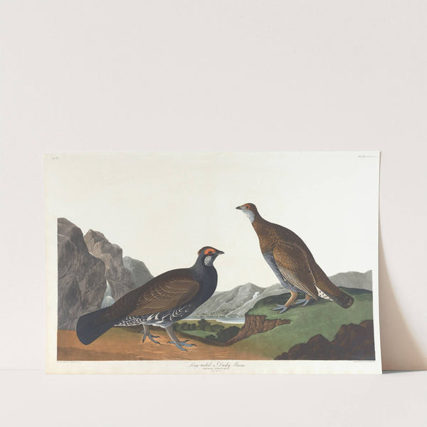 Long-tailed or dusky grous by John James Audubon