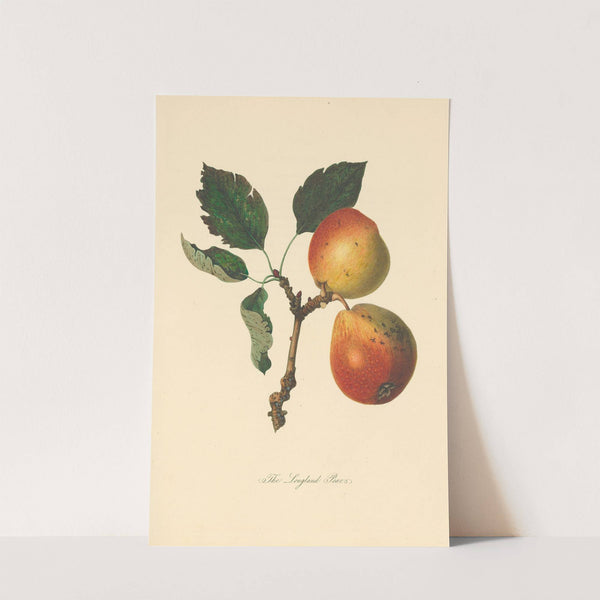 Longland Pears (1811) by Thomas Andrew Knight