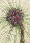 Longleaf Pine (Pinus palustris) (1929)