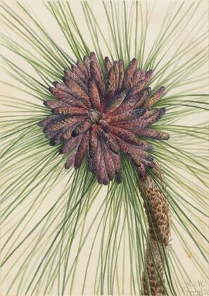 Longleaf Pine (Pinus palustris) (1929)