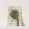 Longleaf Pine (Pinus palustris) (1929) by Mary Vaux Walcott