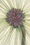 Longleaf Pine. Pinus palustris (1925)
