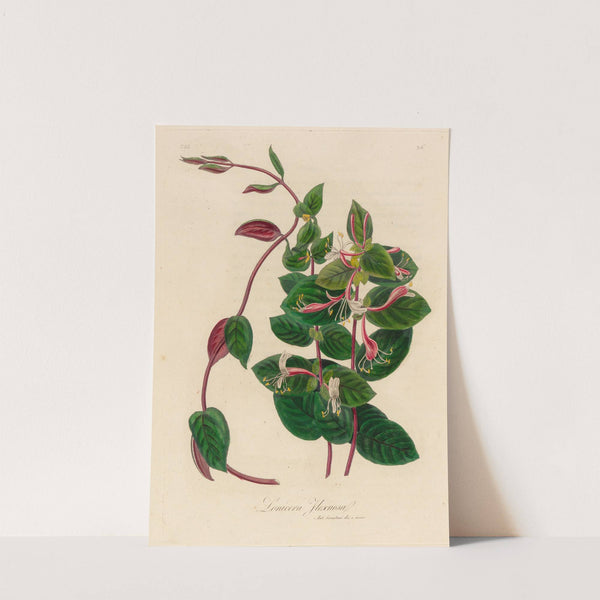 Lonicera Flexuosa (1818-1824) by Gaetano Savi