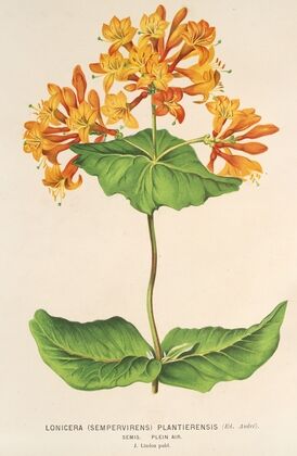 Lonicera (sempervirens) Plantie-rensis