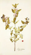 Lonicera tartarica