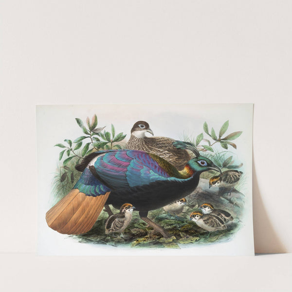 Lophophorus Impeyanus. (1872) by Joseph Smit