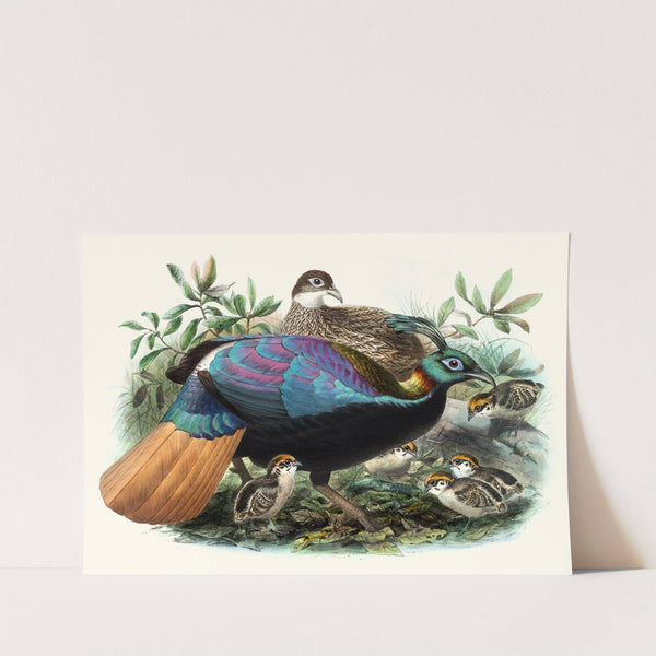 Lophophorus Impeyanus. by Joseph Smit