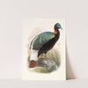 Lophophorus Sclateri. by Joseph Smit