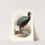 Lophophorus Sclateri. by Joseph Smit