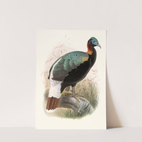 Lophophorus Sclateri. by Joseph Smit